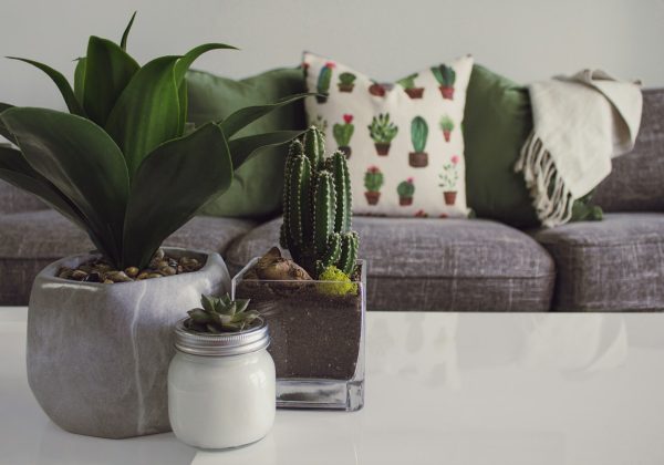 three white and gray succulent plants