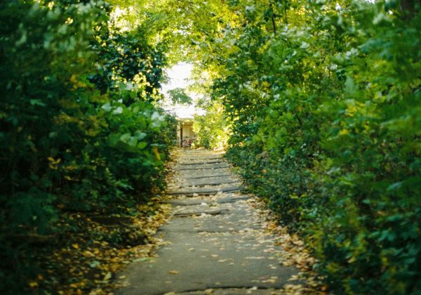 A path through a forest in London, Ontario